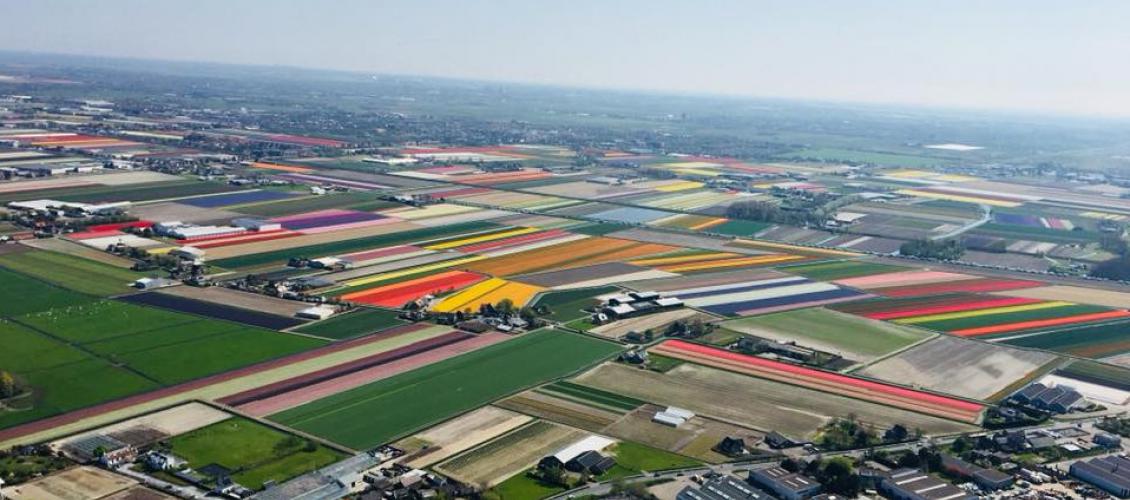 De bollenvelden bij Langeveld