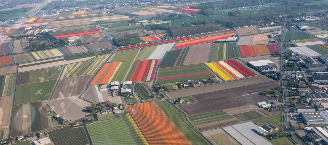 Kijk richting de Keukenhof